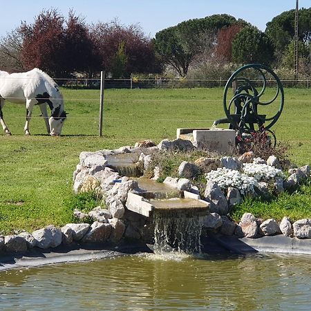 Domaine Christanna Bed & Breakfast Lisle-sur-Tarn Bagian luar foto